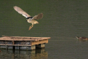 Black Crowned Night Heron landing on barrel platform on pond en az_MG_9679